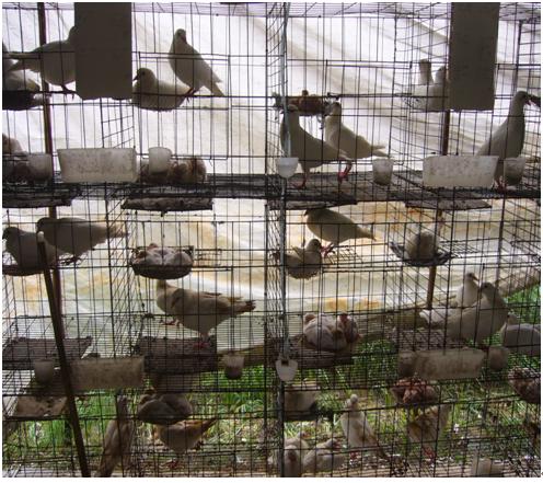 SEPERATE CAGES FOR ALL OF THE PIGEONS